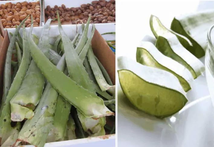 Aloe vera, called "nha dam" in Vietnamese, is readily available at the markets but it's impractical to carry the leaf around during your travels. 