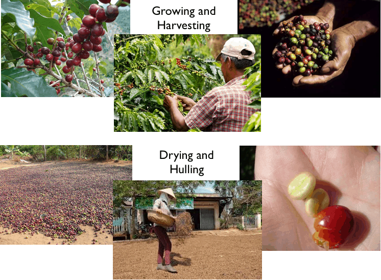 Vietnam primarily grows the C. Robusta variety of coffee. The berries are manually picked during harvest season, which is usually November to February. In the "dry method" of coffee production, the berries are directly dried without removing the fruit. Workers will sometimes walk over the drying fruit to press them down and turn them. The dried berries go to the mill to remove the outer layers until the bean is exposed. Vietnam mostly exports "green coffee", which is the dried inner bean that has yet to be roasted.