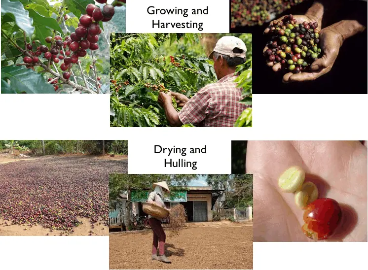 Vietnam primarily grows the C. Robusta variety of coffee. The berries are manually picked during harvest season, which is usually November to February. In the "dry method" of coffee production, the berries are directly dried without removing the fruit. Workers will sometimes walk over the drying fruit to press them down and turn them. The dried berries go to the mill to remove the outer layers until the bean is exposed. Vietnam mostly exports "green coffee", which is the dried inner bean that has yet to be roasted.