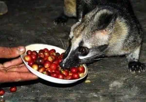 How it all begins... a weasel enjoying delicious coffee berries!