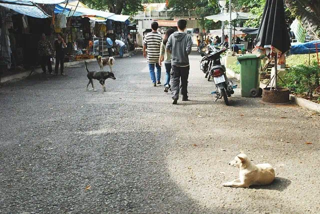 Stray animals in Vietnam