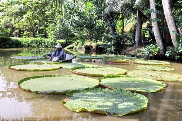 Lily pads at Binh Quoi Village