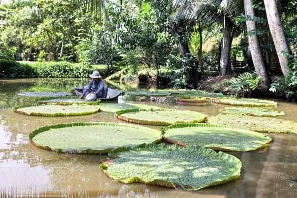 Lily pads at Binh Quoi Village