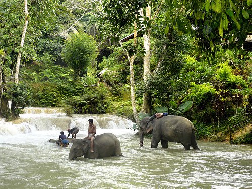 Children riding elephants crossing streams in Buon Me Thuot