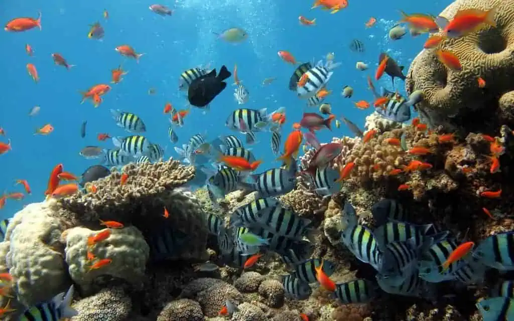 snorkeling in Cham Islands, Vietnam