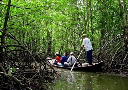 Can Gio mangrove view