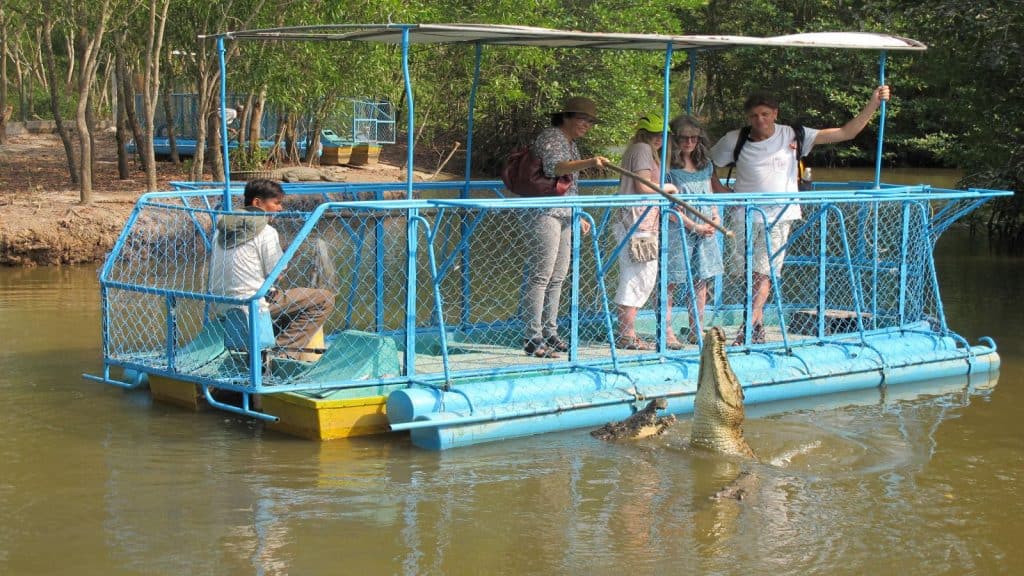Tourists are feeding Crocodiles at Vam Sat Center Can Gio - Ho Chi Minh City day trip