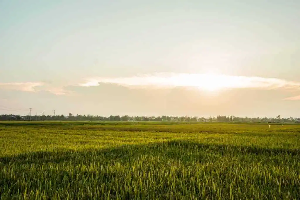 Green Rice Field with Sunset in Hoi An