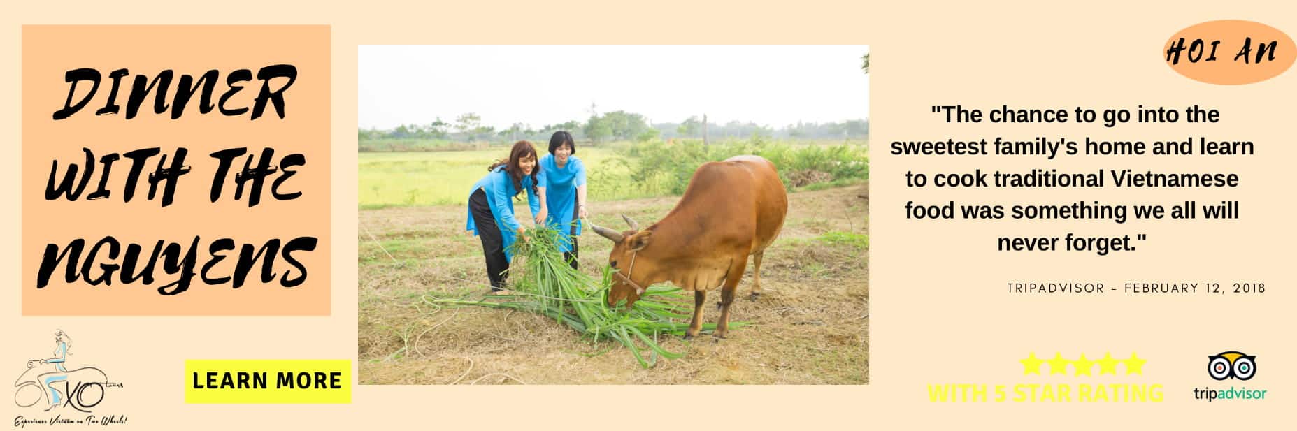 feeding cows in Hoi An countryside