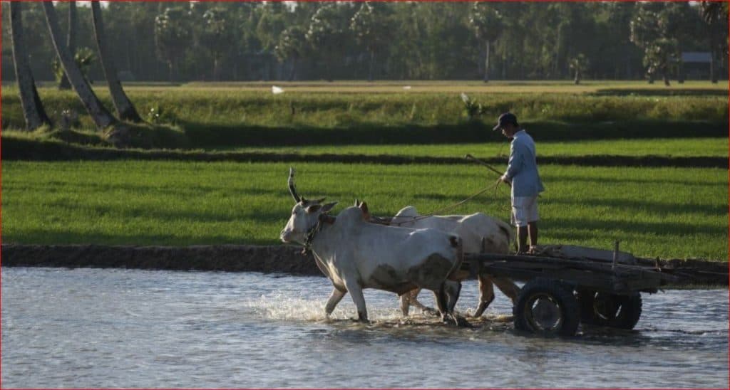 Bulls pulling farmer in the Mekong Delta
