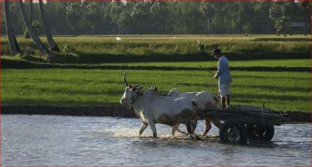 Bulls pulling farmer in the Mekong Delta