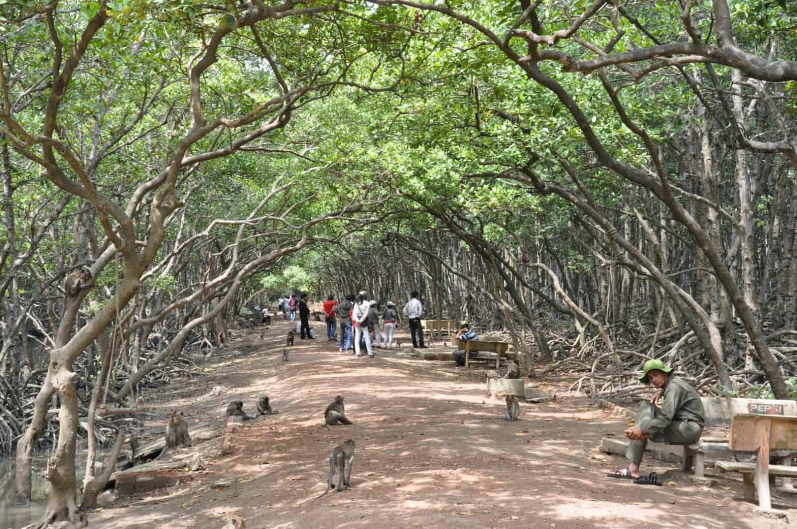 Mangrove forest near Saigon