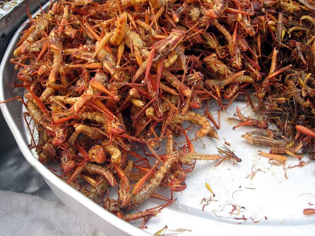 Fried crickets in Vietnam